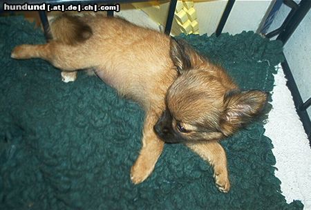 Chihuahua langhaariger Schlag Hunde Foto 13241 Chihuahua langhaariger Schlag das ist mein bett!