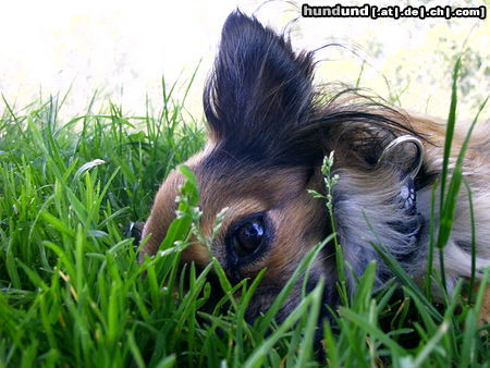 Chihuahua langhaariger Schlag Hunde Foto 24476 in höherer Auflösung ansehen Chihuahua langhaariger Schlag Dana