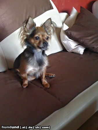 Chihuahua langhaariger Schlag Enni ( 4 jahre )