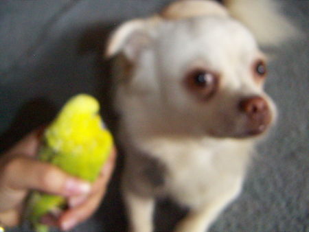 Chihuahua langhaariger Schlag Hunde Foto 39296 Chihuahua langhaariger Schlag Komischer Vogel