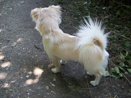 Chihuahua langhaariger Schlag Hunde Foto 39417 Chihuahua langhaariger Schlag Wer kommt den da???