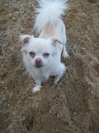 Chihuahua langhaariger Schlag Hunde Foto 39416 Chihuahua langhaariger Schlag Mein Baby