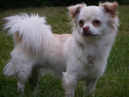 Chihuahua langhaariger Schlag Hunde Foto 39291 Chihuahua langhaariger Schlag Jack der hübsche Chihuahua