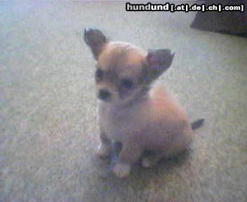 Chihuahua langhaariger Schlag Hunde Foto 25074 Chihuahua langhaariger Schlag Unsere Joey mit 8 Wochen