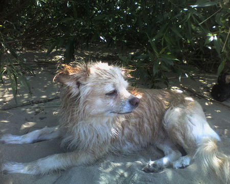 Chihuahua langhaariger Schlag Hunde Foto 32385 Chihuahua langhaariger Schlag Lulu am Strand.