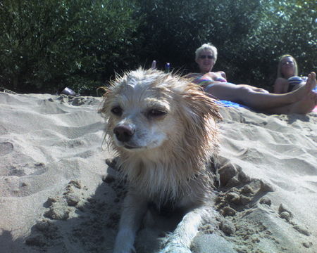 Chihuahua langhaariger Schlag Hunde Foto 32386 in höherer Auflösung ansehen Chihuahua langhaariger Schlag Lulu nach ihrer ersten Schwimmstunde