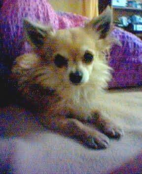 Chihuahua langhaariger Schlag Hunde Foto 31170 in höherer Auflösung ansehen Chihuahua langhaariger Schlag Das mein süßer Lumpi