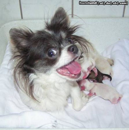 Chihuahua langhaariger Schlag Hunde Foto 25296 Chihuahua langhaariger Schlag DeJu und Welpen