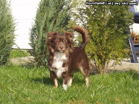 Chihuahua langhaariger Schlag Hunde Foto 25635 in höherer Auflösung ansehen Chihuahua langhaariger Schlag Miny
