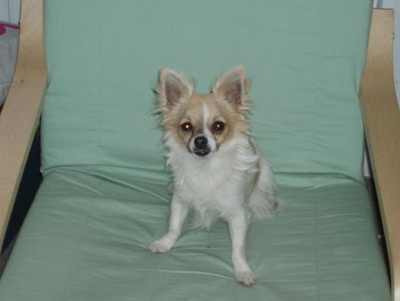 Chihuahua langhaariger Schlag Hunde Foto 32303 in höherer Auflösung ansehen Chihuahua langhaariger Schlag Jordi beim Shooting