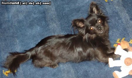 Chihuahua langhaariger Schlag Hunde Foto 12779 Chihuahua langhaariger Schlag Eliott