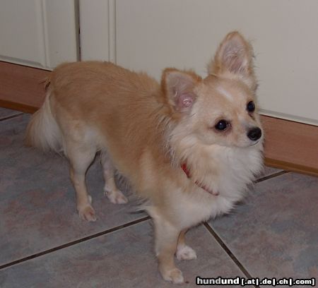 Chihuahua langhaariger Schlag Hunde Foto 16640 in höherer Auflösung ansehen Chihuahua langhaariger Schlag Felix