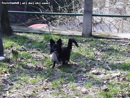 Chihuahua langhaariger Schlag Hunde Foto 3268 Chihuahua langhaariger Schlag Tommy
