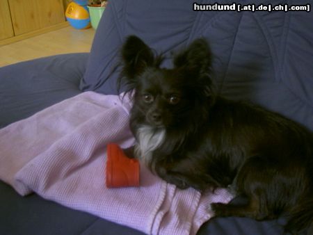 Chihuahua langhaariger Schlag Hunde Foto 5326 Chihuahua langhaariger Schlag Tommy