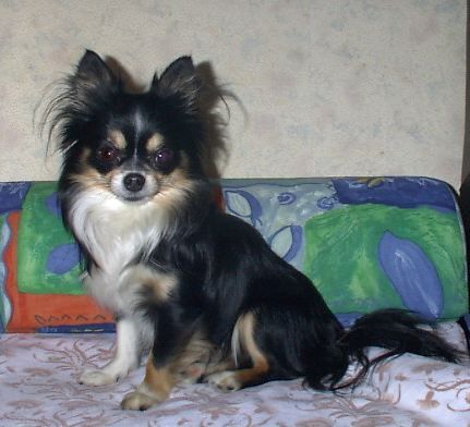 Chihuahua langhaariger Schlag Hunde Foto 1714 Chihuahua langhaariger Schlag Tabalouga von den Bartenwetzern