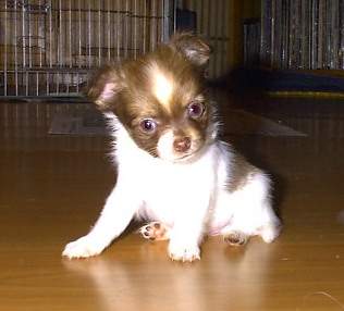 Chihuahua langhaariger Schlag Hunde Foto 917 Chihuahua langhaariger Schlag Vagabund von den Bartenwetzern