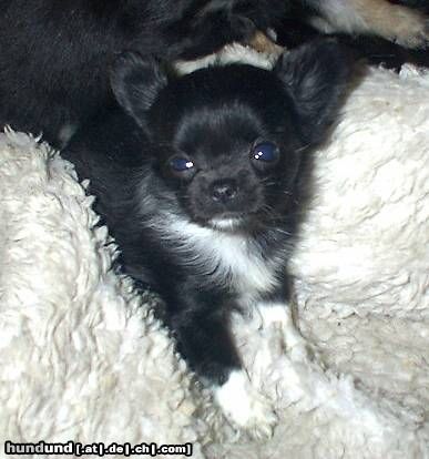 Chihuahua langhaariger Schlag Hunde Foto 16682 in höherer Auflösung ansehen Chihuahua langhaariger Schlag Bin ich ein Border Collie?