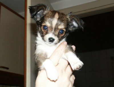 Chihuahua langhaariger Schlag Hunde Foto 2316 Chihuahua langhaariger Schlag mein kleiner freund!