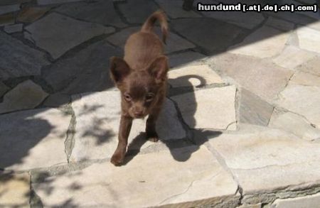 Chihuahua langhaariger Schlag Hunde Foto 45838 Chihuahua langhaariger Schlag Baroness