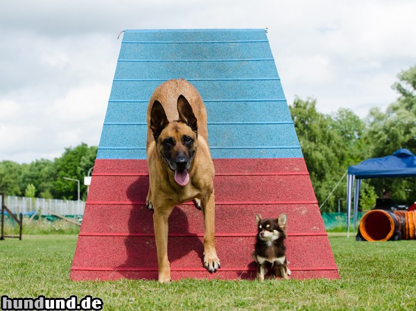 Chihuahua langhaariger Schlag Malinois und Chihuahua- nach dem Turnier noch schnell in Foto machen