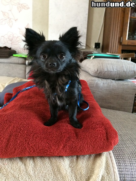 Chihuahua langhaariger Schlag Billi 9 Monate