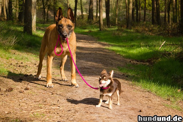 Chihuahua langhaariger Schlag Chihuahua und Malinois :-)