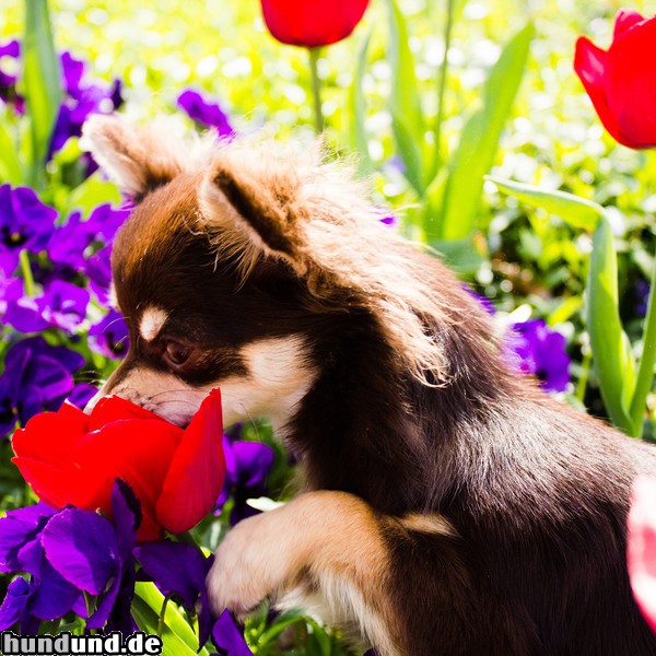 Chihuahua langhaariger Schlag Chihuahua in einer Blumenwiese mit vielen bunten Blumen