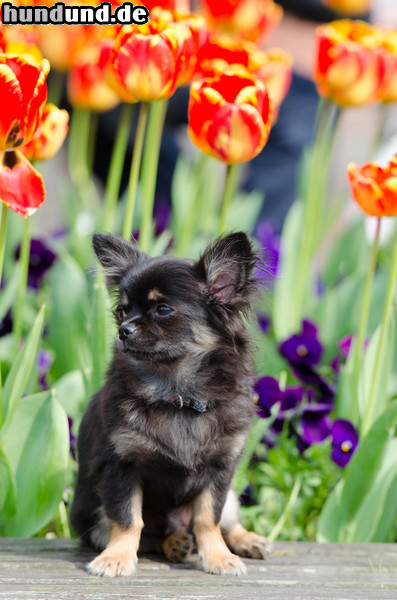 Chihuahua langhaariger Schlag Chihuahua sitzt vor Blumen