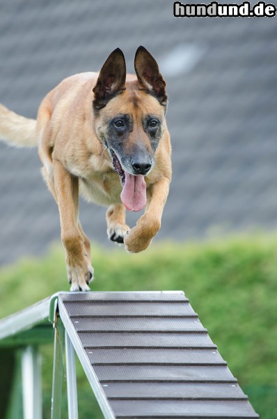 Chihuahua langhaariger Schlag Malinois beim Agility Training 