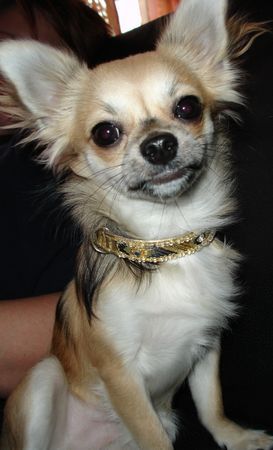 Chihuahua langhaariger Schlag