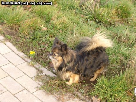 Chihuahua langhaariger Schlag Hunde Foto 11541 Chihuahua langhaariger Schlag Schön viel frische Luft