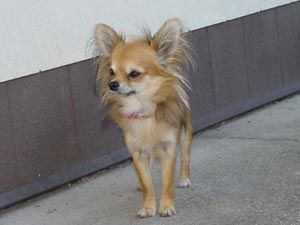 Chihuahua langhaariger Schlag Hunde Foto 2314 Chihuahua langhaariger Schlag mein kleiner freund!