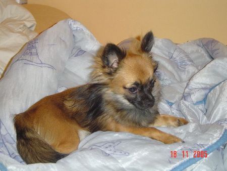 Chihuahua langhaariger Schlag Hunde Foto 29495 Chihuahua langhaariger Schlag Unser Filou