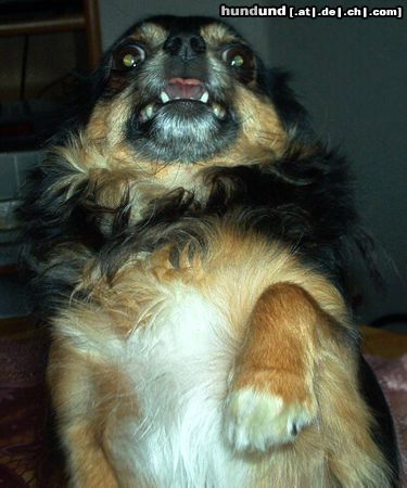 Chihuahua langhaariger Schlag Hunde Foto 13239 Chihuahua langhaariger Schlag Auf wiedersehen;gabismus.de