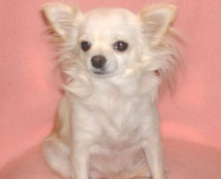 Chihuahua langhaariger Schlag Hunde Foto 31020 Chihuahua langhaariger Schlag Meine Süßen