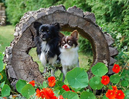 Chihuahua langhaariger Schlag Cheeto und Swenky