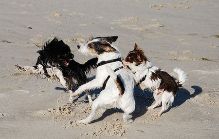 Chihuahua langhaariger Schlag Hunde Foto 39946 Chihuahua langhaariger Schlag Chihuahuapower