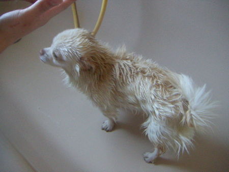 Chihuahua langhaariger Schlag Hunde Foto 39301 Chihuahua langhaariger Schlag Toll jetzt sehe ich aus wie eine Ratte !!!
