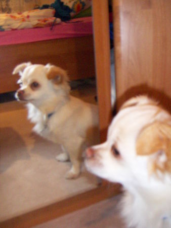 Chihuahua langhaariger Schlag Hunde Foto 39418 Chihuahua langhaariger Schlag Spieglein Spieglein an derWand!!