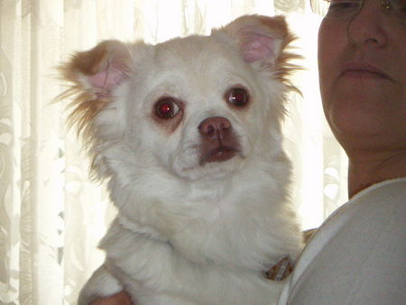 Chihuahua langhaariger Schlag Hunde Foto 36915 Chihuahua langhaariger Schlag das íst der kleine jackie