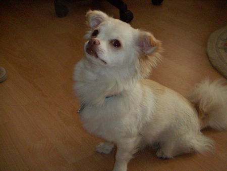 Chihuahua langhaariger Schlag Hunde Foto 36916 Chihuahua langhaariger Schlag hallo ichbin jack