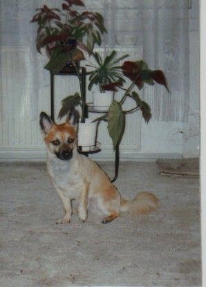 Chihuahua langhaariger Schlag Hunde Foto 35941 in höherer Auflösung ansehen Chihuahua langhaariger Schlag mäxchen