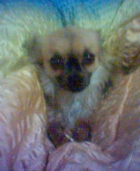 Chihuahua langhaariger Schlag Hunde Foto 31171 in höherer Auflösung ansehen Chihuahua langhaariger Schlag Das meine süße Mausi
