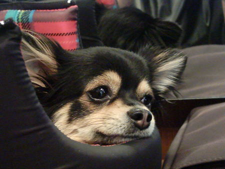Chihuahua langhaariger Schlag Hunde Foto 32075 Chihuahua langhaariger Schlag Endlich mal bin ich ganz groß zu sehen..