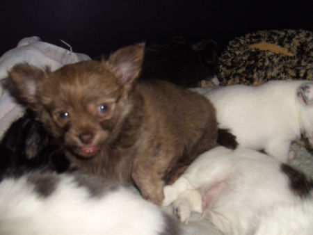 Chihuahua langhaariger Schlag Hunde Foto 40813 Chihuahua langhaariger Schlag schoko-gestromt