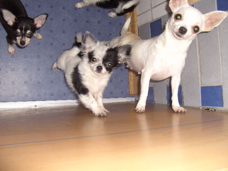 Chihuahua langhaariger Schlag Hunde Foto 40814 Chihuahua langhaariger Schlag der kleine pirat