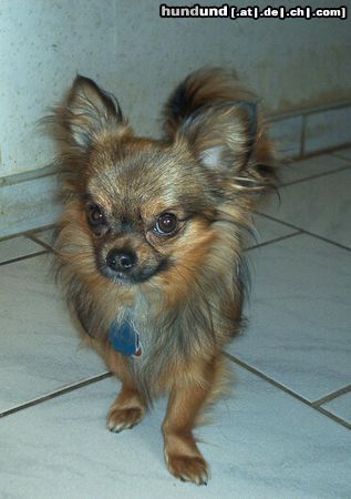 Chihuahua langhaariger Schlag Hunde Foto 13242 Chihuahua langhaariger Schlag Mein Name??? schaut nach!