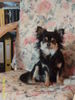 Chihuahua langhaariger Schlag Foto: hallihallo! Kennt Ihr mnich noch? (ID 31932) Chihuahua langhaariger Schlag Hund