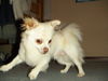Chihuahua langhaariger Schlag Foto: Yeah!! (ID 39420) Chihuahua langhaariger Schlag Hund