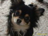 Chihuahua langhaariger Schlag Foto: hallöchen da bin ich mal wieder (ID 29148) Chihuahua langhaariger Schlag Hund